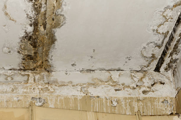 Best Commercial Mold Inspection  in Watertown, TN